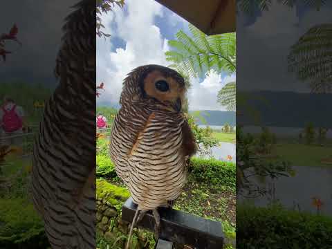 Wisdom owls! #youtubeshorts