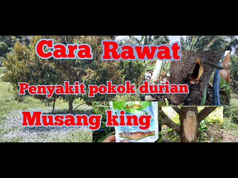 Cara Rawatan Penyakit Kanker Batang Pokok Durian