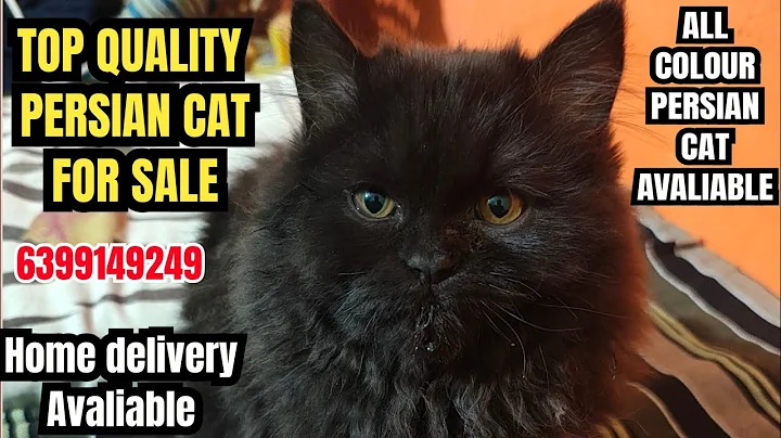 Video 7784451: russian blue persian cat, russian blue persian kitten, quality persian cat kitten, kitten persian cat black, persian cat male kitten, persian cat kitten white, snow white persian cat