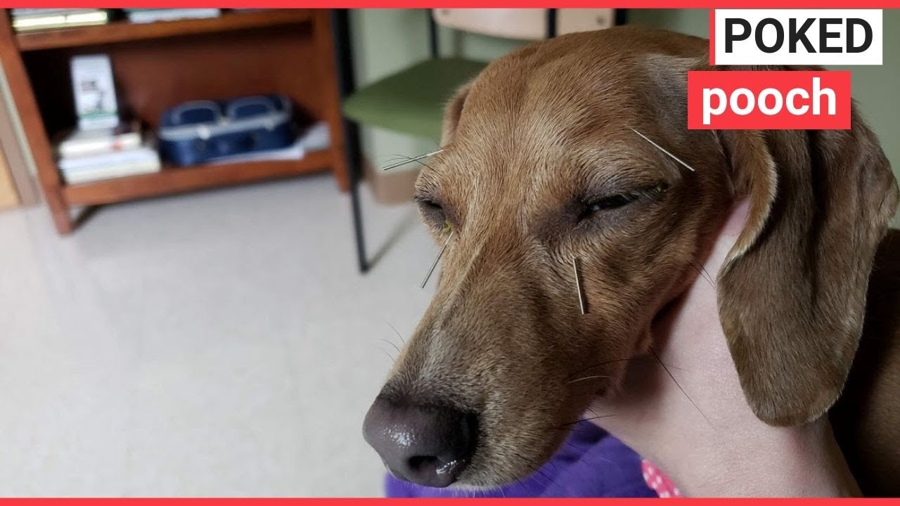 sweetwater Pampered pooch who has ACUPUNCTURE | SWNS TV