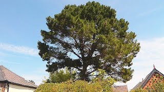 Huge Pine Tree removal from town-house (Denbigh) garden time lapse