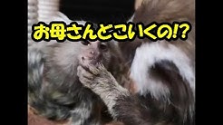 お猿3匹のコモンマーモセット飼育係 Youtube お猿3匹のコモンマーモセット飼育係 Youtube