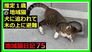 【避難】リードなしの犬に追われて木の上に避難した地域猫。にらみ合う、雄猫、牛のようなボディの地域猫、桜の絨毯でご飯を食べる猫たち等々。地域猫　#cat　#猫　#桜