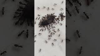 gara gara ada gendon rumahku banyak semut#shortvideo #semut
