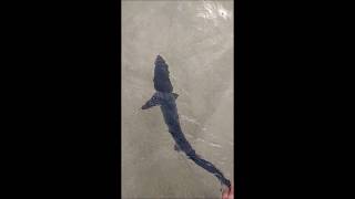 Pesca de tiburones desde kayak en Galicia, Rias Baixas