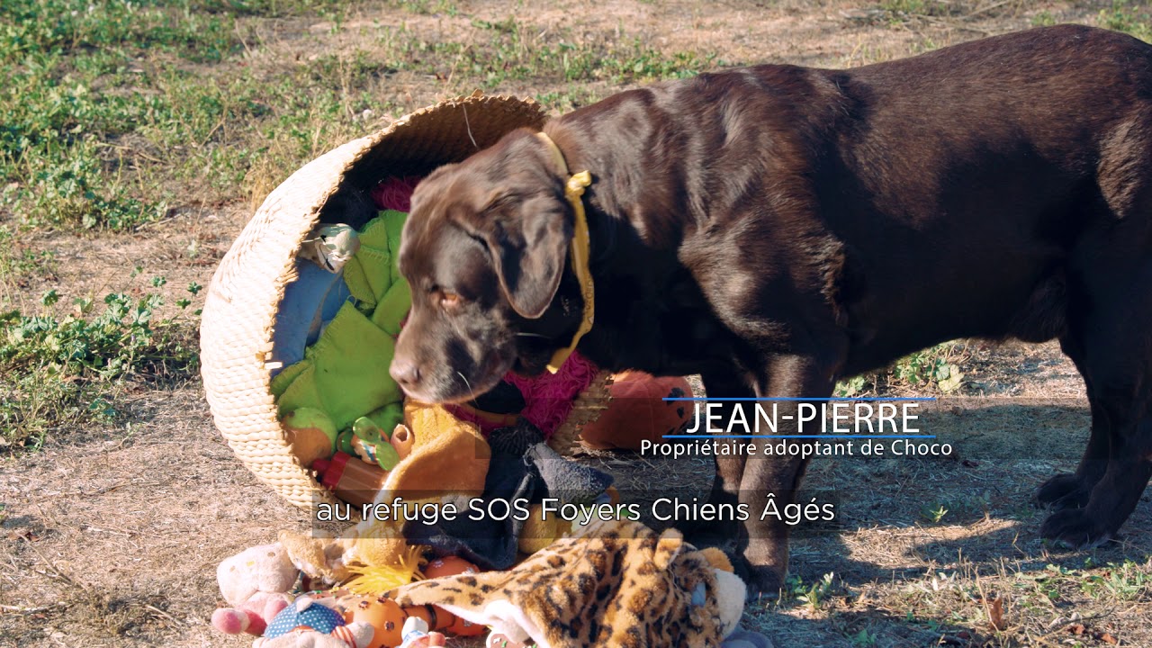 petco hours [Histoire de refuge] Découvrez Choco et son émouvante adoption