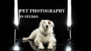 How we photograph dogs in studio | Pet Photography screenshot 4