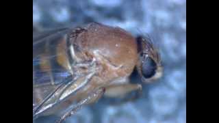 Buckelfliege (Humpbacked Fly) - Probably Megaselia scalaris aka coffin fly