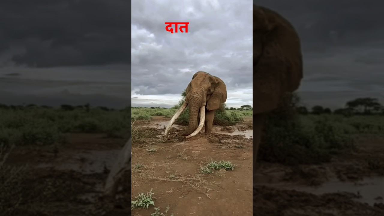 amazing elephant teeth #shorts #wildlife #nature #naturephotography #elephant #shortsfeed