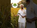 "Desi Farmer Life 😍"#farming #youtubeshorts #agriculture #shortsfeed #motivation #viralvideo