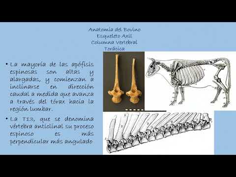 Video: ¿Es el ilion parte del esqueleto axial?