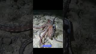 Can you believe the size of this absolute unit? 🐙