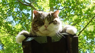 Cats enjoy the garden in late summer.