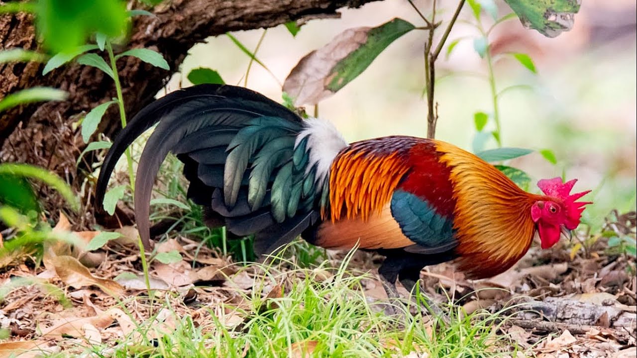 Gà Rừng Rặc Hoang Dã quá Đẹp
