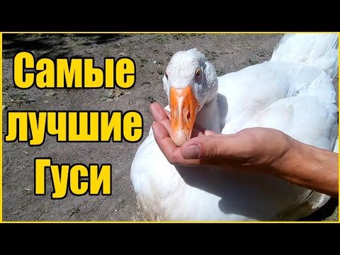 САМЫЕ БЫСТРОРАСТУЩИЕ ГУСИ-ГИГАНТЫ! / ТЕХНОЛОГИЯ ВЫРАЩИВАНИЯ ГУСЕЙ ДАТСКИЙ ЛЕГАРТ