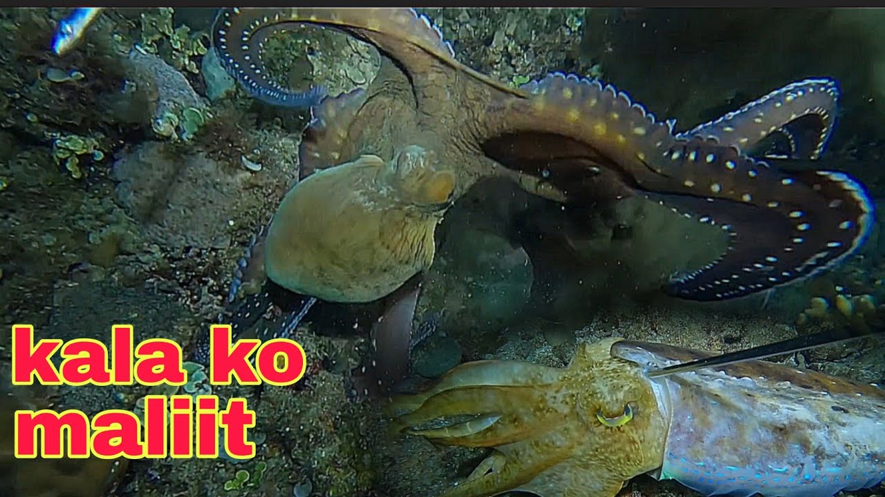 ep581 kala ko maliit lang ang pugita malalaki pala