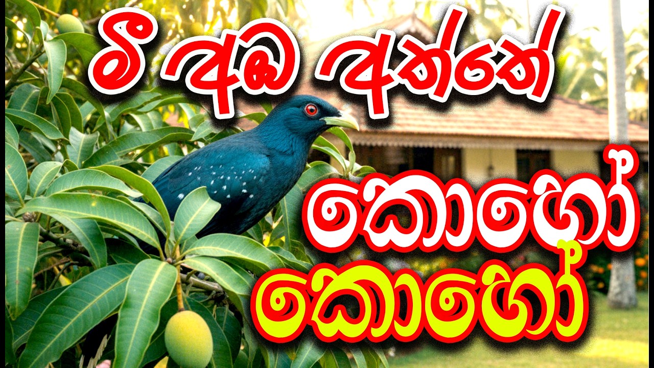 මී අඹ අත්තේ කොහෝ කොහෝ Singers: Milton Mallawarachchi, Neela ...
