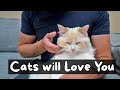 What is the Best Way to Pet a Cat (4 Step Tutorial) | The Cat Butler