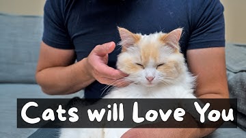 What is the Best Way to Pet a Cat (4 Step Tutorial) | The Cat Butler