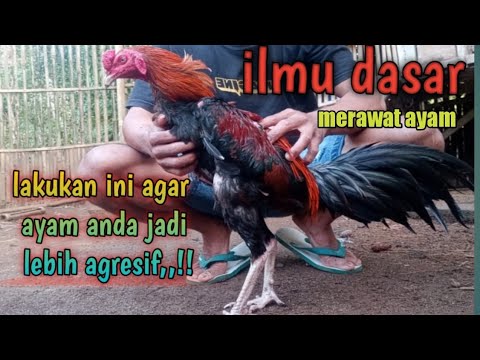 Video: Menaikkan Ayam (Binatang yang Membayar Sendiri)