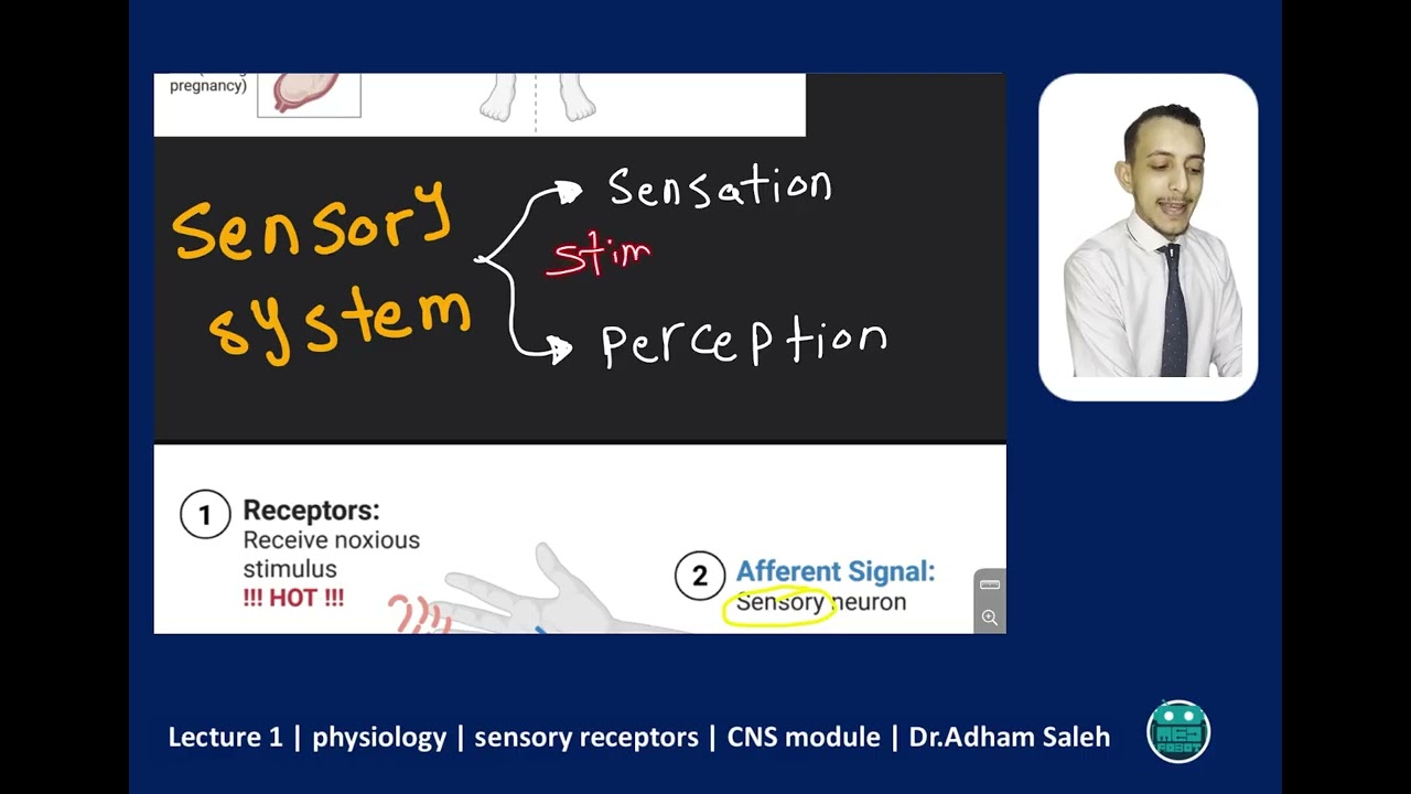 Sensory receptors | Physiology | CNS | Dr.Adham Saleh | Med Robot |