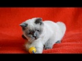 Купить шотландского котенка: котята для Вас! Шотландский прямоухий котенок окраса блю-поинт.