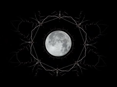 Cynic - True Hallucination Speak (Official Lyric Video- HQ)