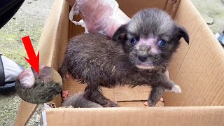 Puppy Was Pricked By Cocklebur And It Hurts!Clean The Puppy. The Puppy Is Dirty But Pure At Heart.