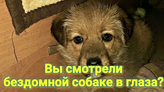 ВЫ СМОТРЕЛИ БЕЗДОМНОЙ СОБАКЕ В ГЛАЗА?? ВЫ СМОТРЕЛИ БЕЗДОМНОЙ СОБАКЕ В ГЛАЗА??