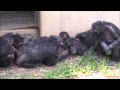 Chimps playing, alpha male Kenta & 1-year-old baby Fubuki at Tama Zoo