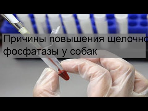 Причины повышения щелочной фосфатазы у собак