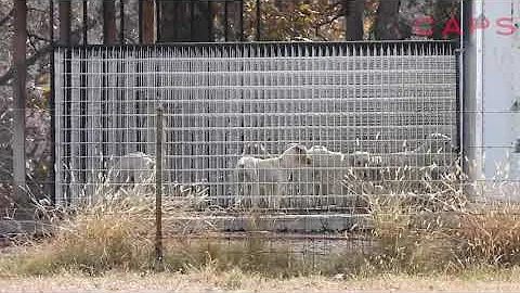 Ladonna Dailey's USDA Licensed Puppy Mill in Purdy...