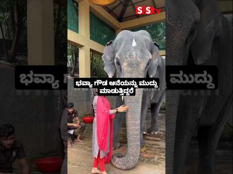 ಭವ್ಯಾ ಗೌಡ ಆನೆಯನ್ನು ಮುದ್ದು ಮಾಡುತ್ತಿದ್ದರೆ #kannadastartv #indianactor #publicreview #sstv #kannada ಭವ್ಯಾ ಗೌಡ ಆನೆಯನ್ನು ಮುದ್ದು ಮಾಡುತ್ತಿದ್ದರೆ #kannadastartv #indianactor #publicreview #sstv #kannada