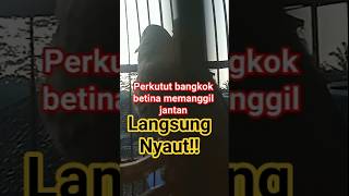 suara burung perkutut betina  memanggil jantan (PERKUTUT BANGKOK GACOR)