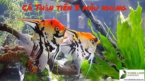 *ANGEL FISH* Cá Thần tiên 3 màu Khủng và cực Đẹp