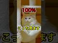 呼んだ？（振り向き100%）#shorts