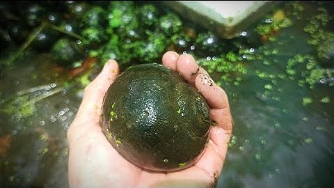 hướng dẫn xử lý khi ốc bị bệnh đường ruột , sưng vòi