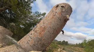 CORTE PINO PARTE 3 (LLEGAMOS A LA COPA). #jardineria #tala #motosierra