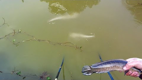 Trúng Mánh Cá Lóc Cá Trê Trong Mấy Cái Mương Vườn | kích cá miền tây