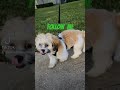 #shortyoutubevideo #lovedogs #love #lovepets #bestfriends