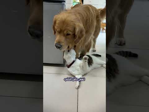 مشهد غير متوقع القطة والكلب في موقف لا ي صدق 