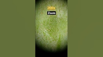 Maximum zoom _ Okra#macro #asmr #amazing #closeup #shorts