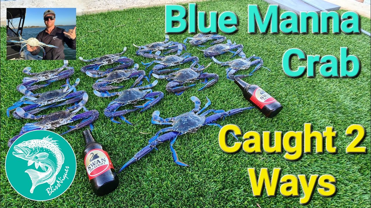 Catching Blue Manna Crabs By Hand And Pots Ep 29 BlissNiques YouTube catching-blue-manna-crabs-by-hand-and-pots-ep-29-blissniques-youtube