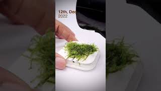 Apple Earpod Case Mossarium After 6 Months