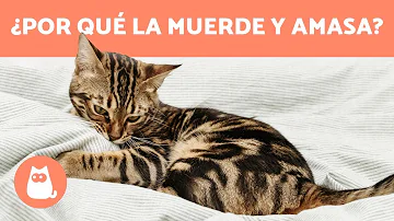 ¿Por qué mi gato macho se abalanza sobre mi manta?