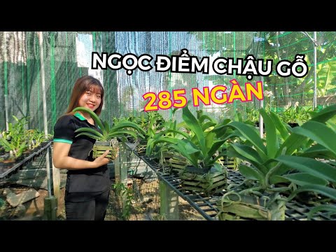 NGHINH XUÂN THÁI LAN MÀU HỒNG & CAM TRỒNG CHẬU GỖ | #HOALANDUYPHONG | Foci