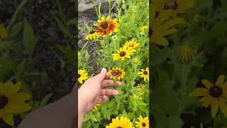 Growing Black Eyed Susan’s #tnnursery #garden #nativeplants #gardening #pollinatorgarden