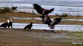 Mississippi River Flyway  Bald Eagle Action Fight for food