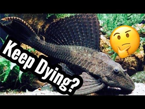 My Pleco Catfish Died? Why they Dying?