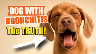 🐶😲DOGS Can Also SUFFER from BRONCHITIS by Veterinary Network 28 views 4 days ago 5 minutes, 6 seconds
